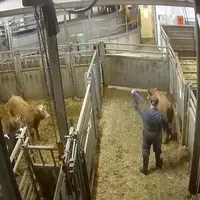 bouverie en abattoir