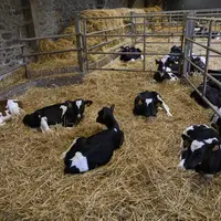 atelier veau de boucherie sur paille
