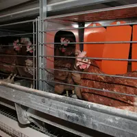 poules en cage