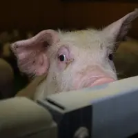 porc