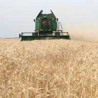 Récolte des céréales avec Autotrac monté sur la moissonneuses