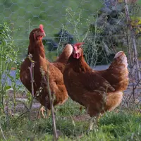 poule rousse en plein air
