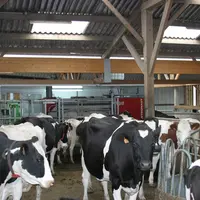 Elevage laitier équipé d'un robot de traite Lely. Vaches laitières. Bovins lait