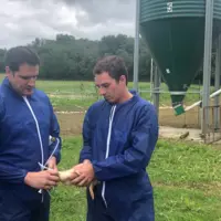 vaccination d'un canard