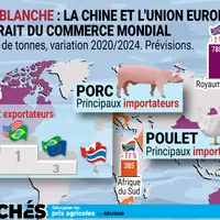 infographie Les Marchés sur le commerce mondial de porc et poulet