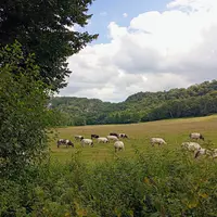 vaches viande dans un champ dans les ardennes