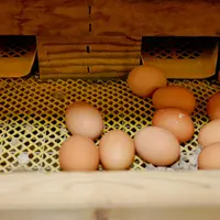 oeufs de poule en élevage