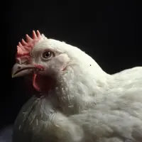 poulet european chicken commitment