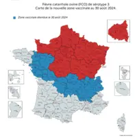 carte de la vaccination fco au 30 aout 2024