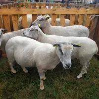 brebis dans un marché aux bestiaux