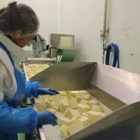 Laiterie Eurial. Production de mozzarella. Industrie laitière. Fabrication de fromage.