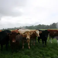 troupeau de boeuf en irlande