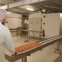 salarié dans un couvoir
