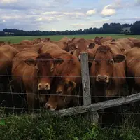 vaches dans les champs