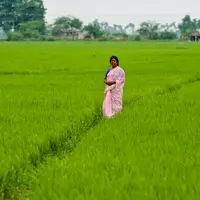 rizière inde
