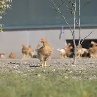 poules pondeuses élevée en bio