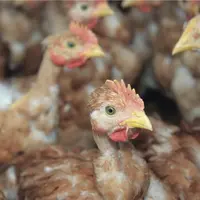 Elevage de poulets dans le Sud-Ouest. Volailles de chair.