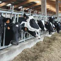 vaches laitières au cornadis.