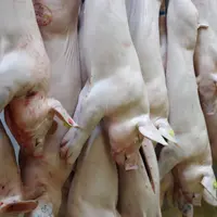 Porc abattus vendus Rungis