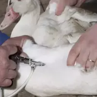 vaccination d'un canard