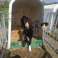 petit veau laitier dans sa niche