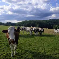 vaches laitières dans une prairie