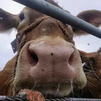 vache limousine en contre plongée