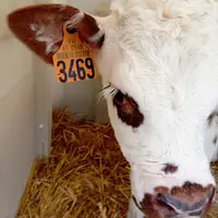 petit veau normand dans sa niche
