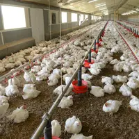 Poulet lourd dans un élevage