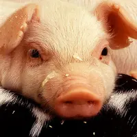 porc usda