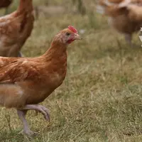 poulet bio