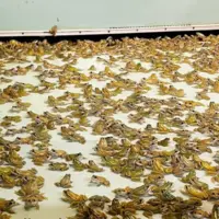 grenouilles en élevage