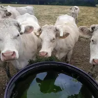 broutards charolais dans un pré