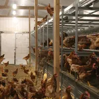 poules pondeuses en élevage au sol