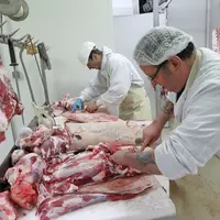 . Découpe d' un veau dans un abattoir et mise des morceaux sous vide et en caissette pour le compte d' un éleveur pratiquant la vente en direct d' une