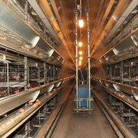 élevage de poules pondeuses en cage