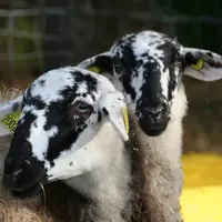 2 Agnelles Rava, en gros plan