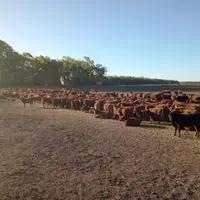 Un cheptel allaitant à Lujan, dans la province de Buenos Aires, en Argentine.