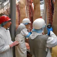 Porc photo carcasse