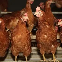des poules rousses