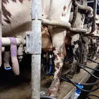 traite des vaches normandes