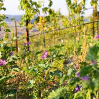 plantes adventices devant la vigne