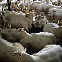 jeunes bovins en batiment d'engraissement