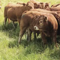 Mâles bovins d'un an de race limousine au pâturage.