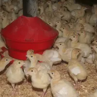 poussins entourant une mangeoire