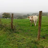 vache charolaise dans un pré