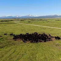 troupeau de vaches dans les prairies du Montana