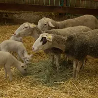 agneaux et brebis en bergerie
