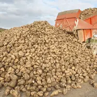 tas de betteraves à sucre deversé d'une remorque