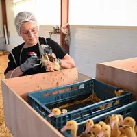 vaccination de cannetons